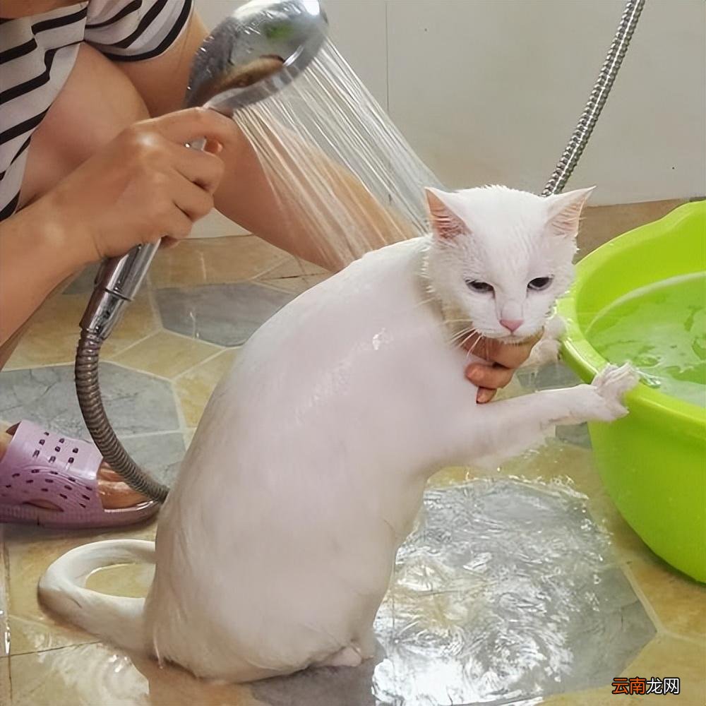 宠物猫清洁与健康，洗澡频率探讨与指南