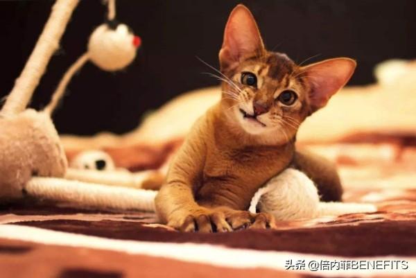 猫咪魅力与英文名背后的故事探索，猫咪可爱英文命名揭秘