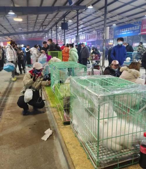 沈阳宠物批发市场，繁荣交易与多元服务体验