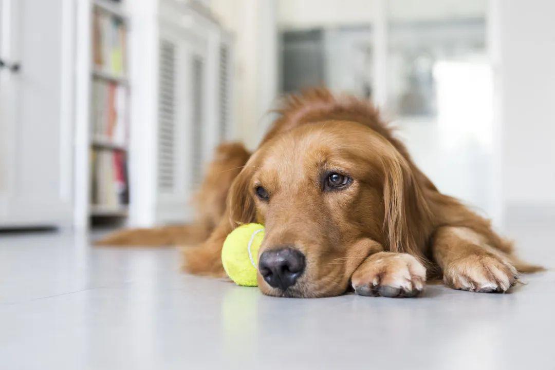 犬類行為與習性的深入研究，狗狗研究概覽