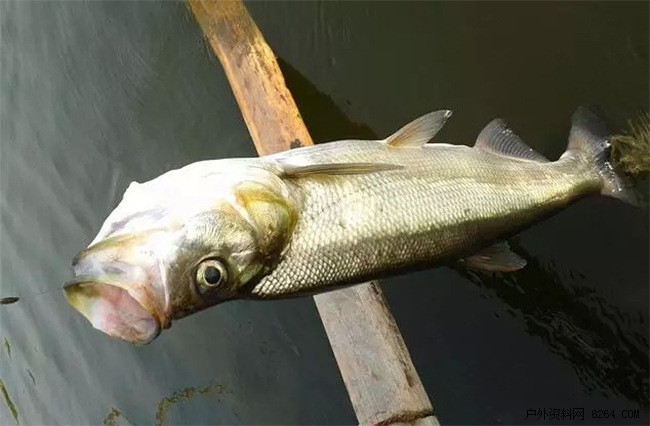 托馬斯路亞翹嘴釣法，探索釣魚(yú)新境界的藝術(shù)與技巧攻略