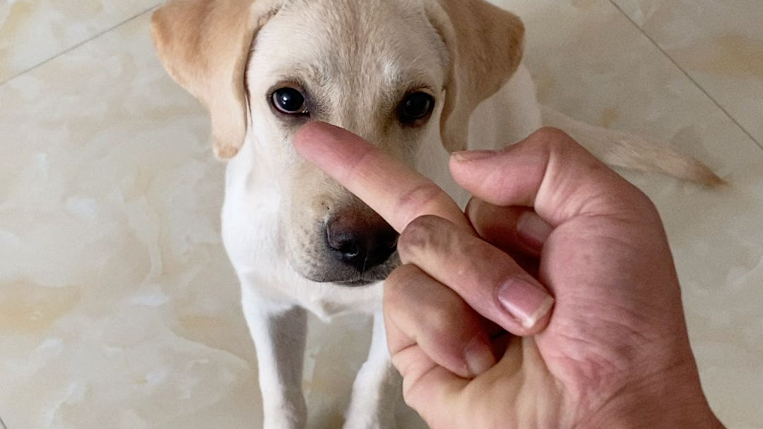 狗狗手勢(shì)，人類與犬類溝通的紐帶