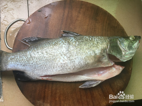 探索路亞金目鱸的最佳捕魚(yú)時(shí)刻揭秘