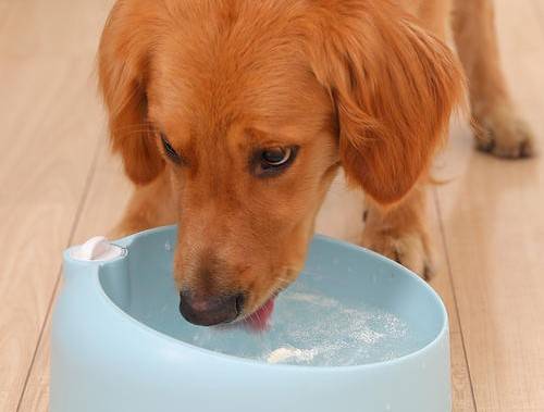 狗狗飲水攻略，如何幫助狗狗多喝水的小技巧與建議