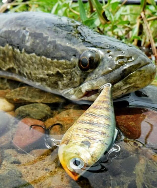 路亞竿釣黑魚的技巧秘籍，最佳釣法與裝備選擇探索