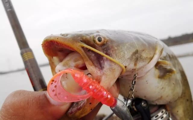 路亞竿釣黑魚(yú)的技巧秘籍，最佳釣法與裝備選擇探索