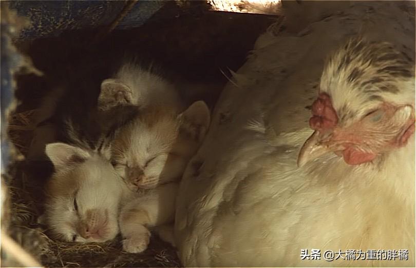 关于宠物营养与食品安全的探讨，羊奶冷却后是否适合宠物食用？