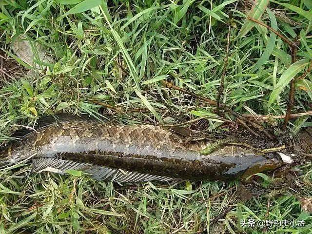 浮萍路亞黑魚視頻