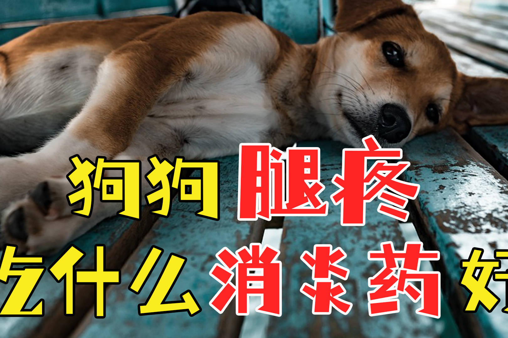 狗狗腿痛