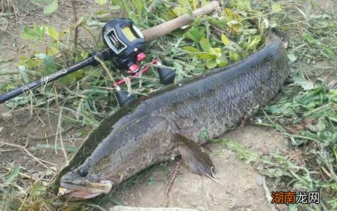 水庫野生黑魚路亞釣法攻略詳解