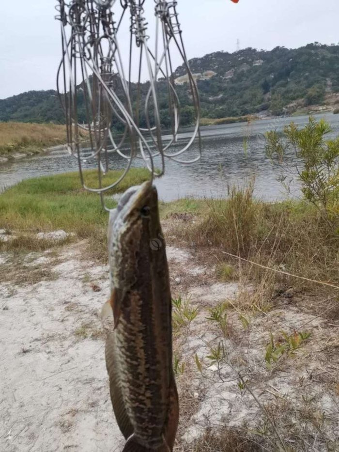 水庫野生黑魚路亞釣法攻略詳解