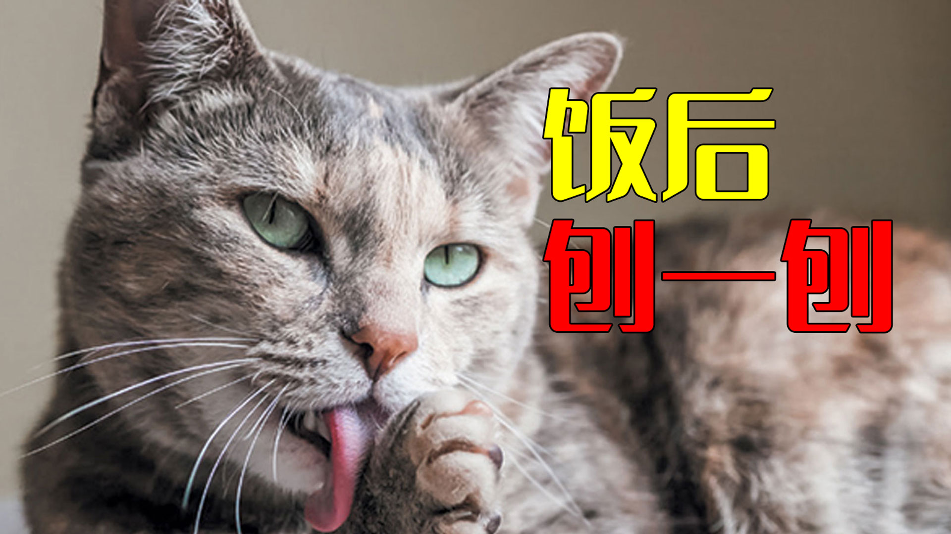 猫咪大便观察与处理方法