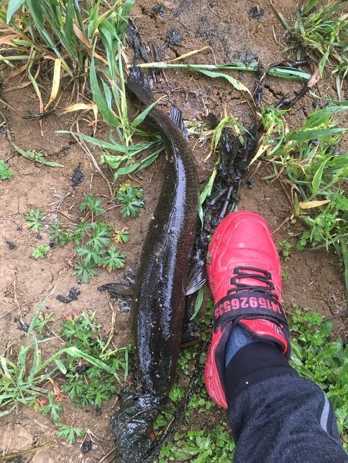 下陣雨可以路亞黑魚嗎