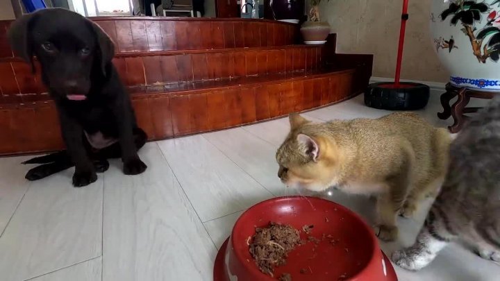 猫狗饮食差异解析，猫咪能否食用狗罐头？