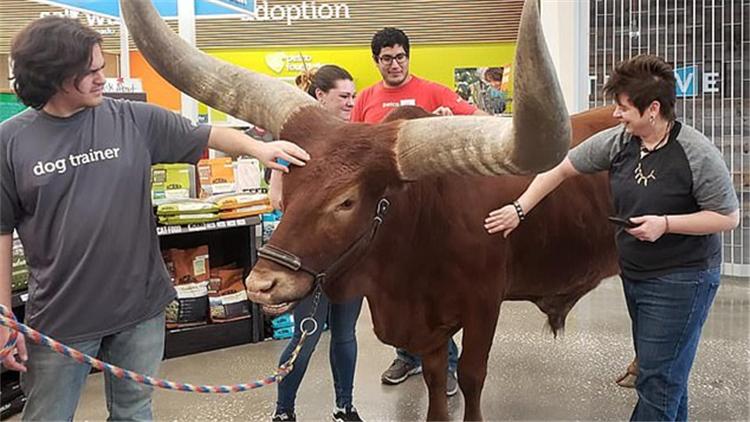 Petco宠物，全方位宠物生态体验之旅