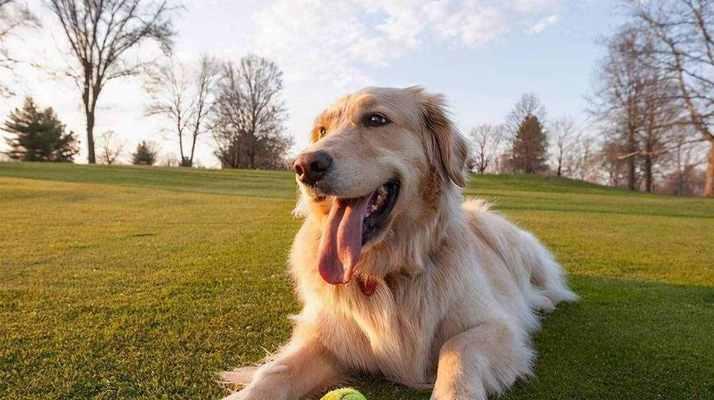 寵物犬性格深度解析，培養(yǎng)良好互動的關(guān)鍵之道