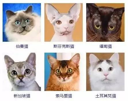 猫咪品种大全介绍与图片欣赏