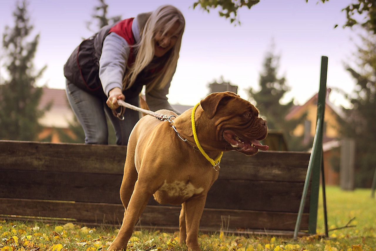 展現(xiàn)魅力與忠誠的巨犬風(fēng)采，大型寵物犬圖片集萃