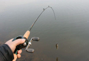 路亞釣羅非魚(yú)，最佳假餌選擇探討