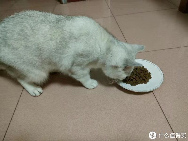 素食主义猫咪，素力高饮食新风尚探索