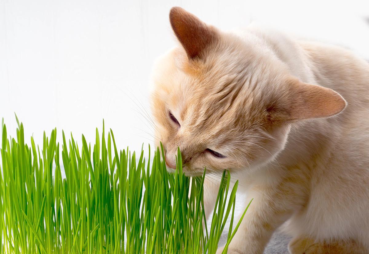 猫咪与小麦草的神秘奇缘，探索猫咪食用小麦草的奥秘