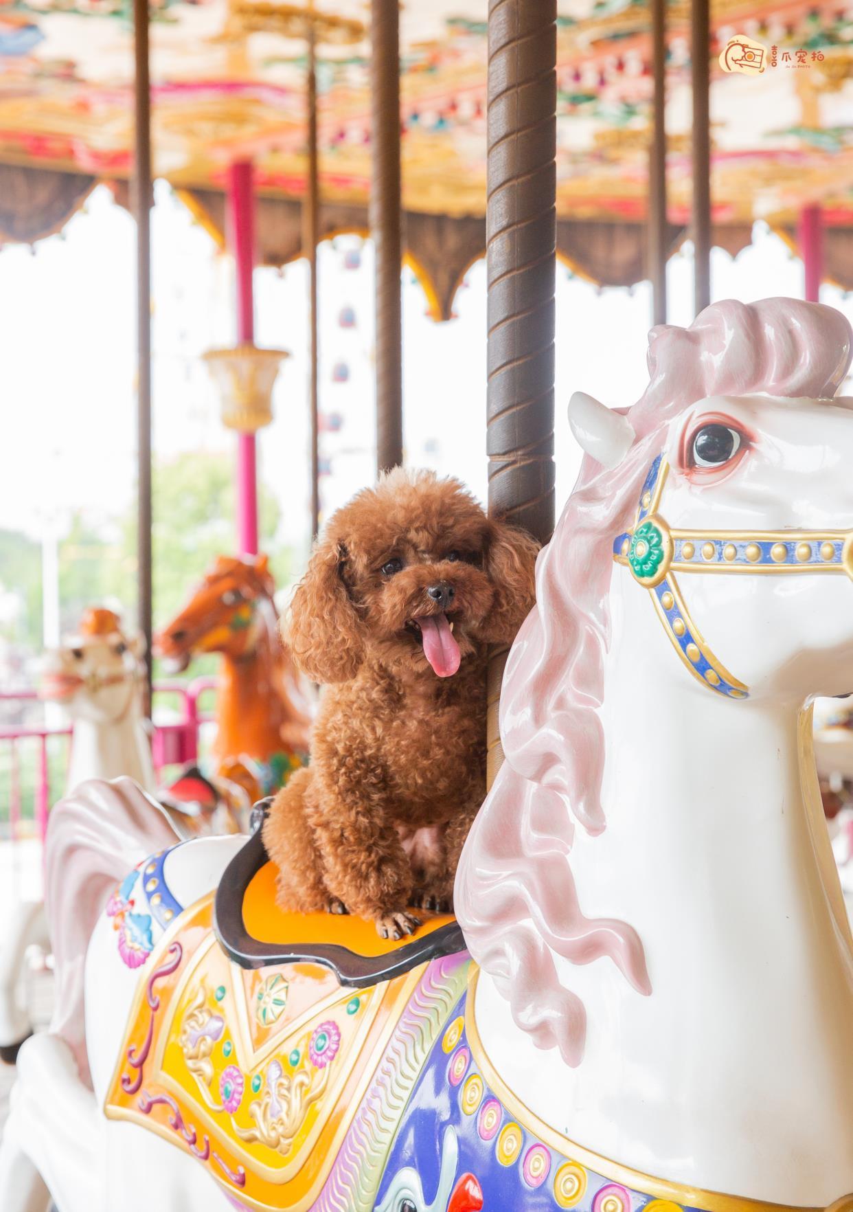 狗狗樂園，歡樂天堂