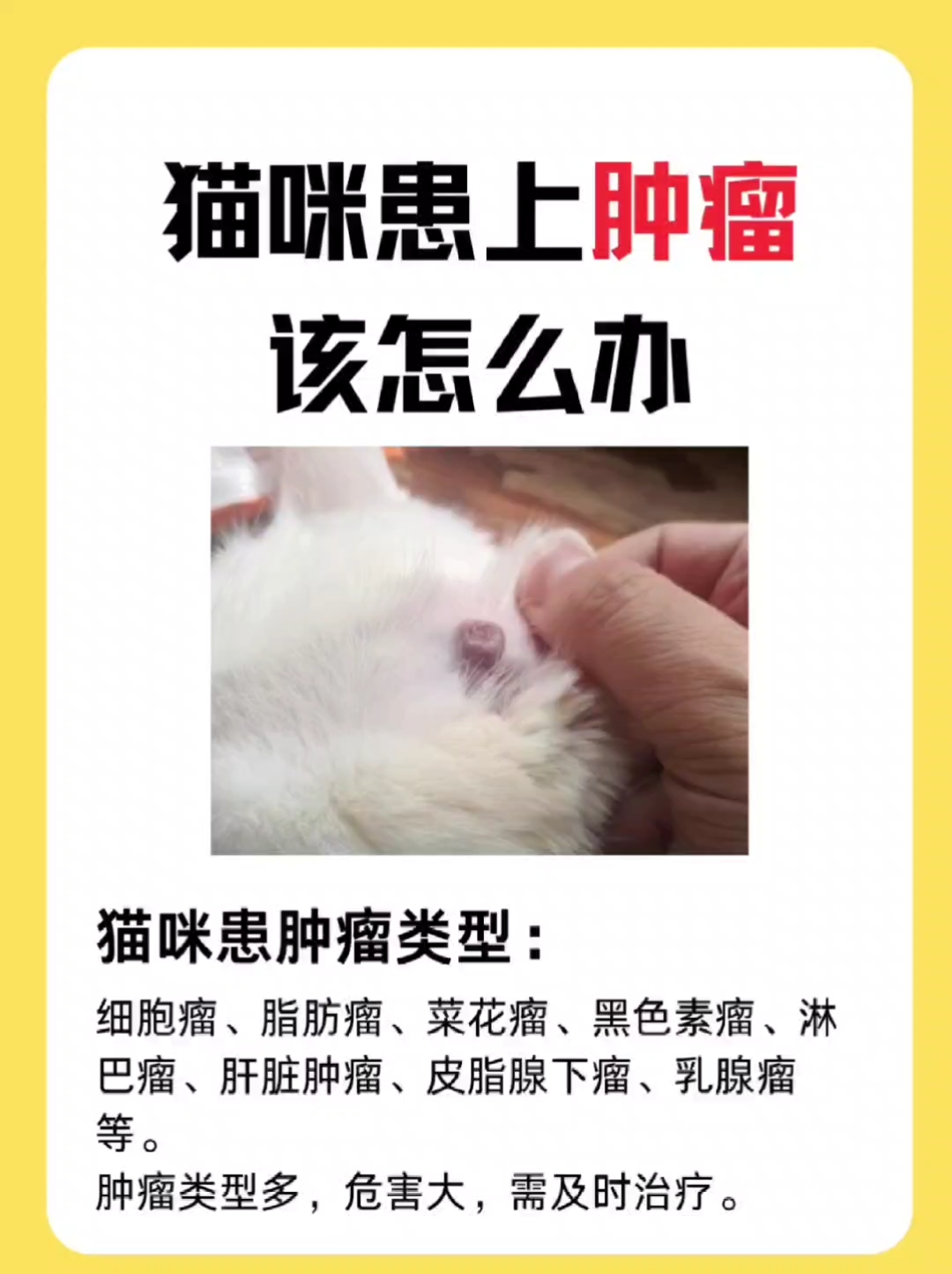 猫咪与肿瘤的静默战斗