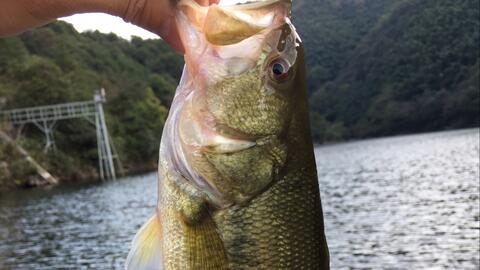 路鱸魚(yú)與路亞調(diào)性，最佳釣魚(yú)方式探索