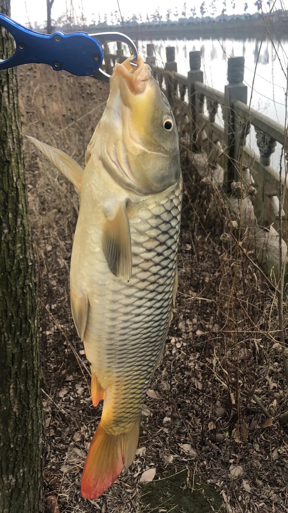 路亞竿釣鯉魚教學(xué)