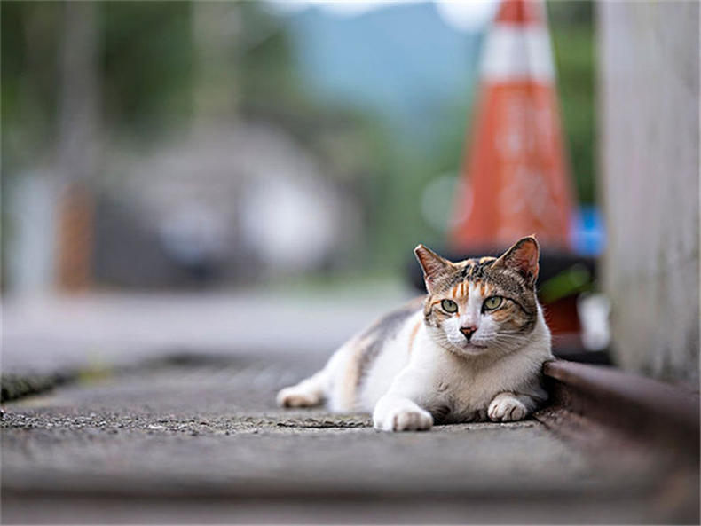 猫咪便血消瘦原因及应对方案解析