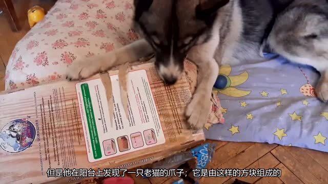 狗狗磨屁股異常行為解析，原因與應對方法