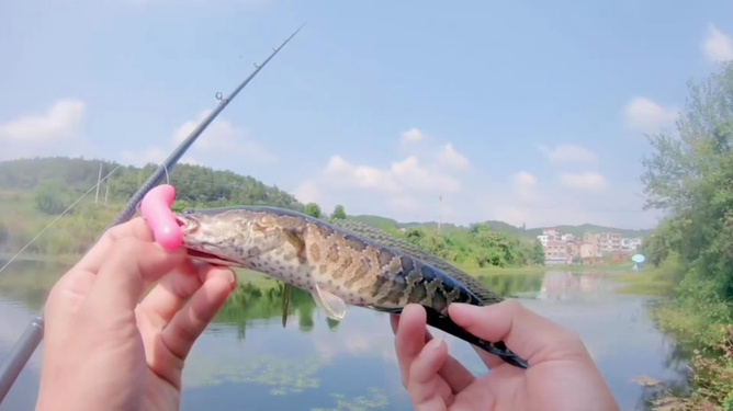 釣黑魚(yú)的路亞竿，深度探索與體驗(yàn)之旅