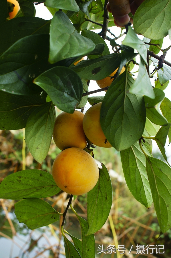 雞蛋果樹(shù)圖片大全，自然與藝術(shù)交融的完美展現(xiàn)