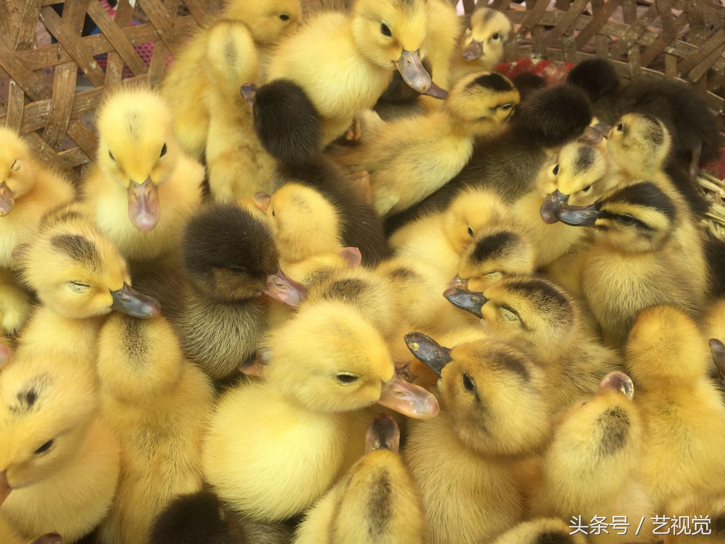 四川宠物学校，培育宠物人才的摇篮之地