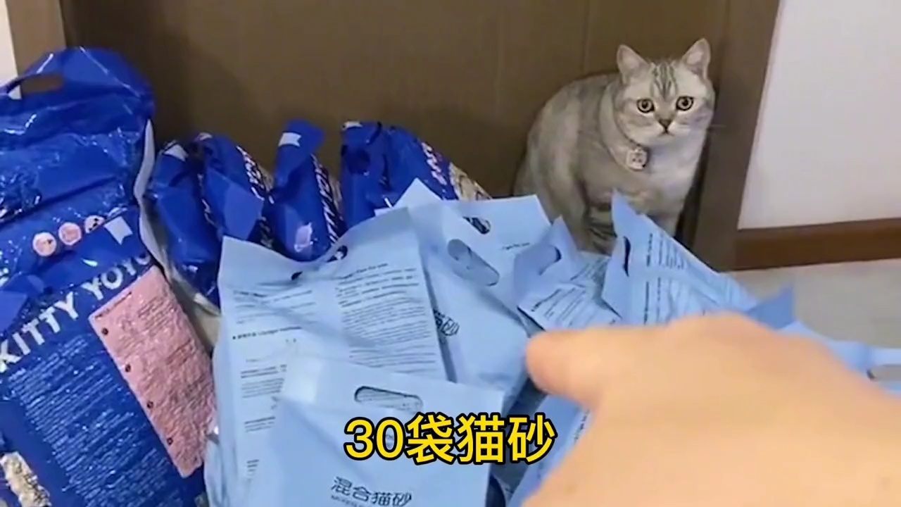 猫咪能否使用开塞露？——关于猫咪药物使用与健康问题的探讨