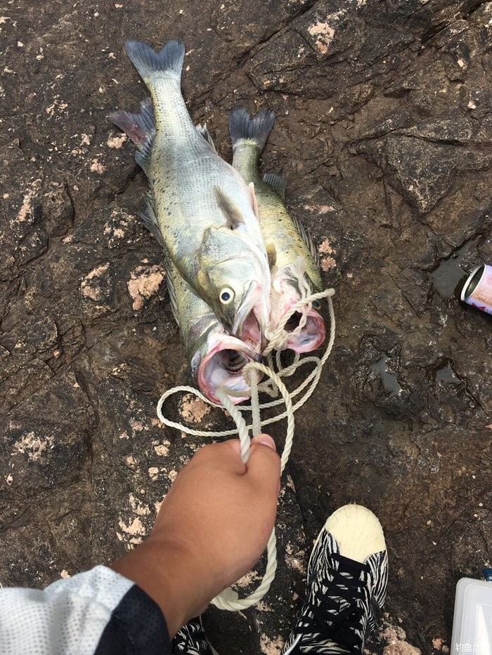 海鱸魚(yú)路亞釣，探索與技巧的視頻分享攻略