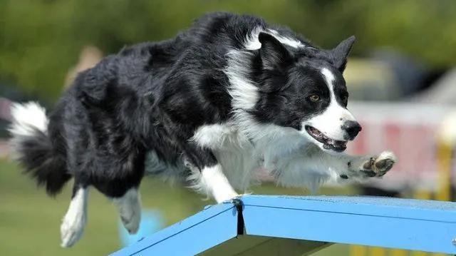 邊境牧羊犬，獨特魅力的邊牧狗狗