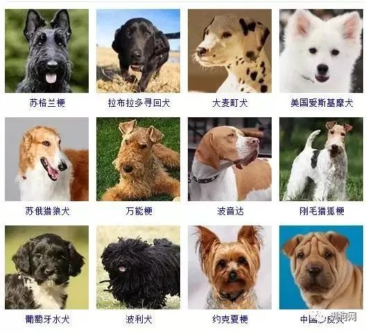 犬類世界探秘，狗狗品種大全與美麗圖片展示