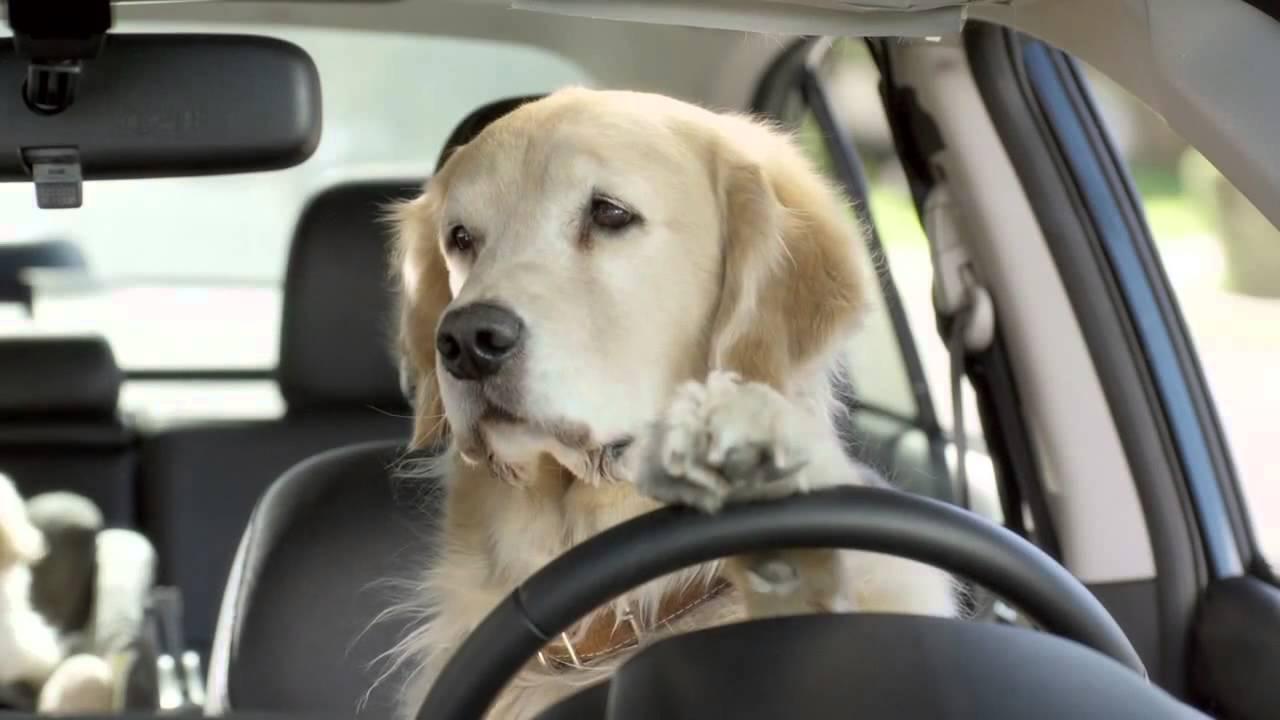 宠物狗晕车，预防及应对指南