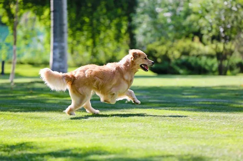 宠物犬的选择指南，挑选最适合你的犬种！