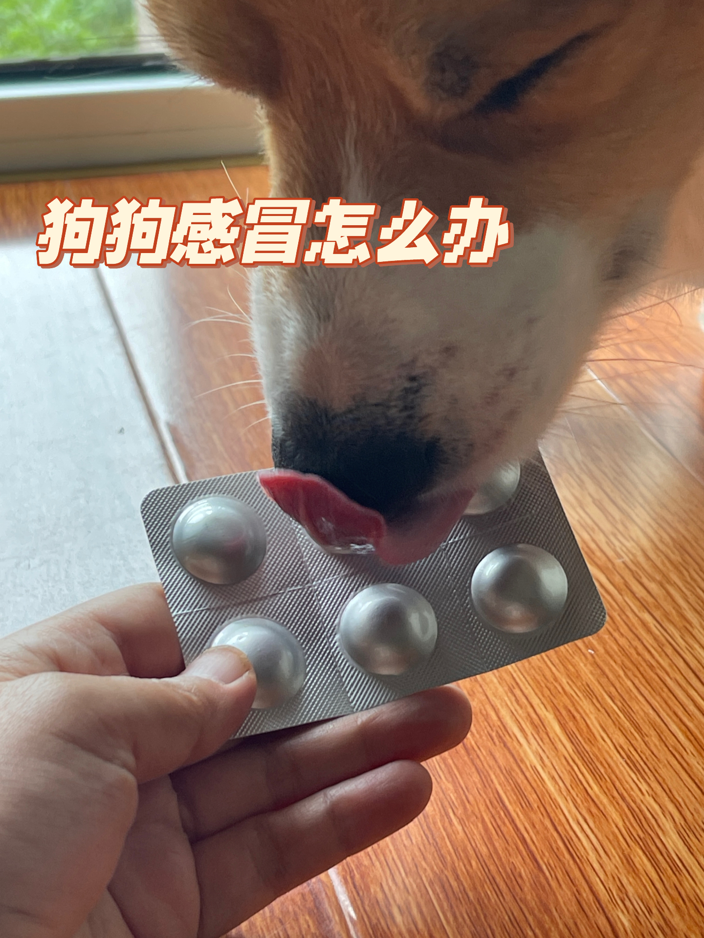 狗狗感冒不吃