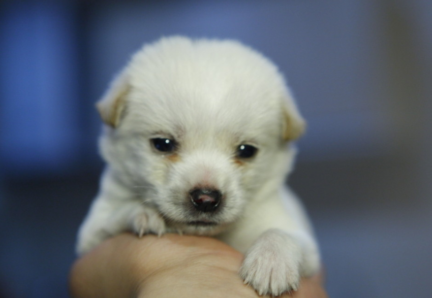 新生幼犬成長指南，一個(gè)月狗狗的照顧與成長