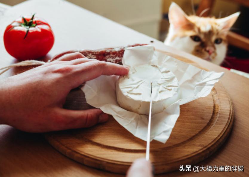 猫咪看病费用全解析，究竟需要多少预算？