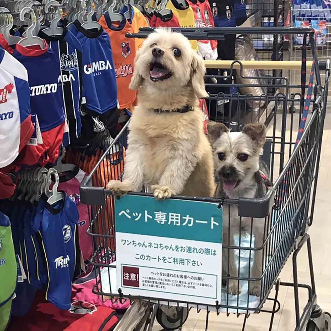 日本寵物代購，探索跨國寵物市場的新趨勢