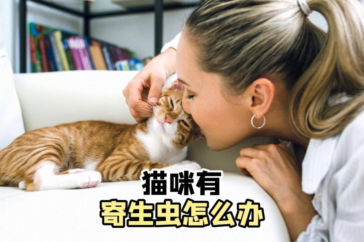 小猫咪寄生虫问题解析与应对方案全攻略