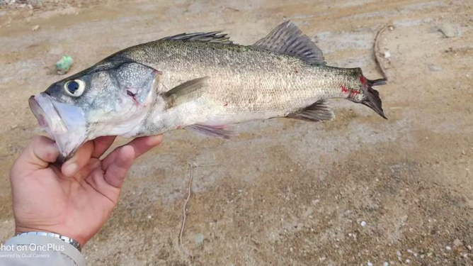 路亞海鱸魚用什么桿