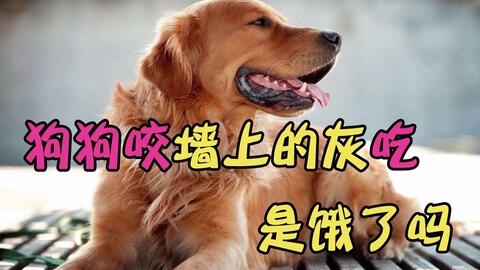 狗狗可安全服用的消炎药及注意事项全面解析