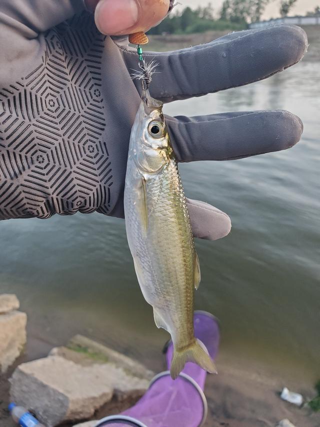 路亞白絲魚，探尋淡水神秘魚種之旅