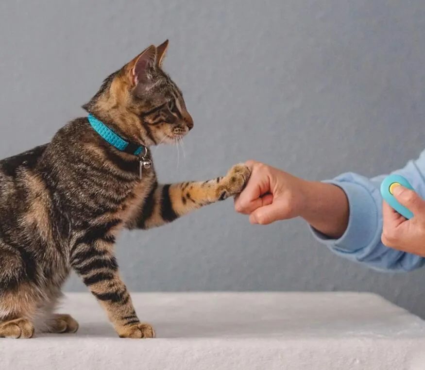 猫咪训练器，解锁猫咪潜力的神秘工具全解析