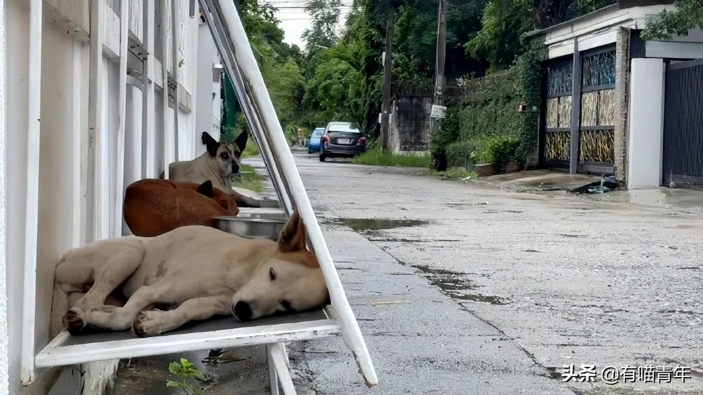 揭秘猫咪肚子大的真相，探索猫咪健康与生活习性之谜